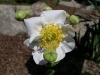 another-spring-beauty