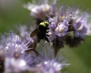 BEE GARDEN