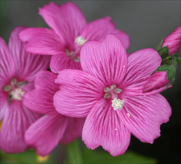 sidalcea_calycosa_rhizomata-1