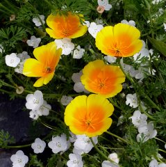 eschscholzia_maritima_coastal