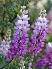 lupinus_albifrons_cl