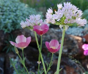 allium-and-poppy