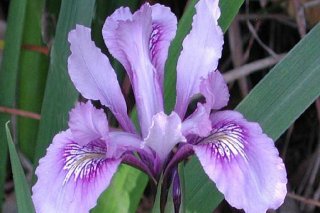 iris-douglasiana