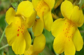 mimulus-guttatus