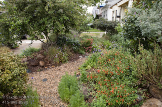 California native plant front yard garden in urban drought tolerant low maintenance small space lawn alternative