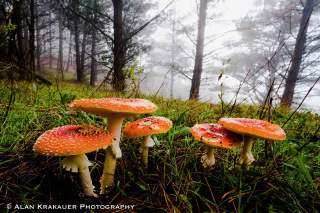 krakauer-foggy-fungus-sm-logo-1234