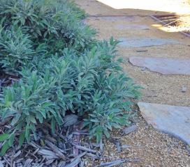 hanley-20180206-dg-path-1024x905