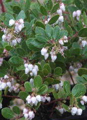 arctostaphylos_edmundsii_big_sur_manzanita