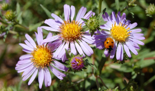 ladybug-on-aster-chilensis