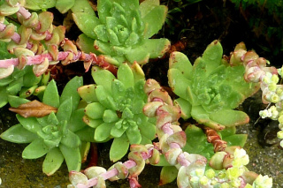 dudleya-farinosa