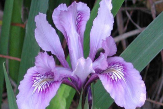 iris-douglasiana