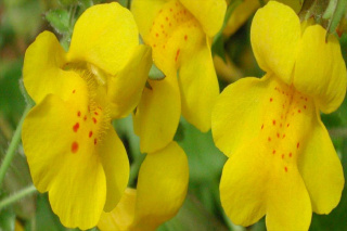 mimulus-guttatus