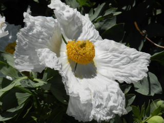 Mikiten garden, Berkeley