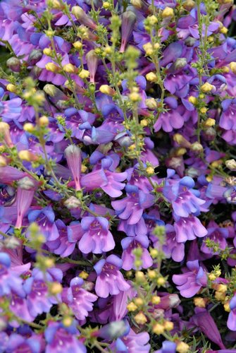 penstemon.jpg