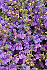 penstemon.jpg