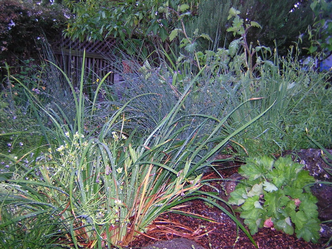 iris.juncus patens.phacelia.heuchera