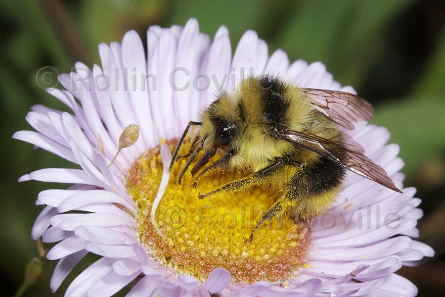 California Native Bee Garden UPDATED