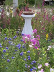 Alameda Butterfly Habitat