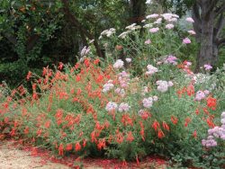 Ploughshares Nursery and Oaktown Native Plant Nursery