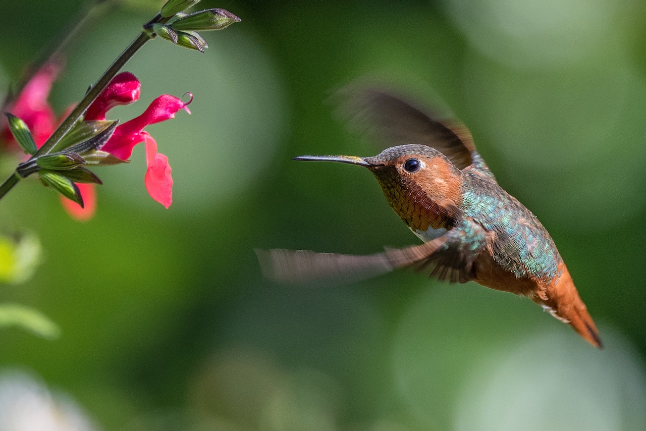 Cindy and Richard Simons’ garden ♿️