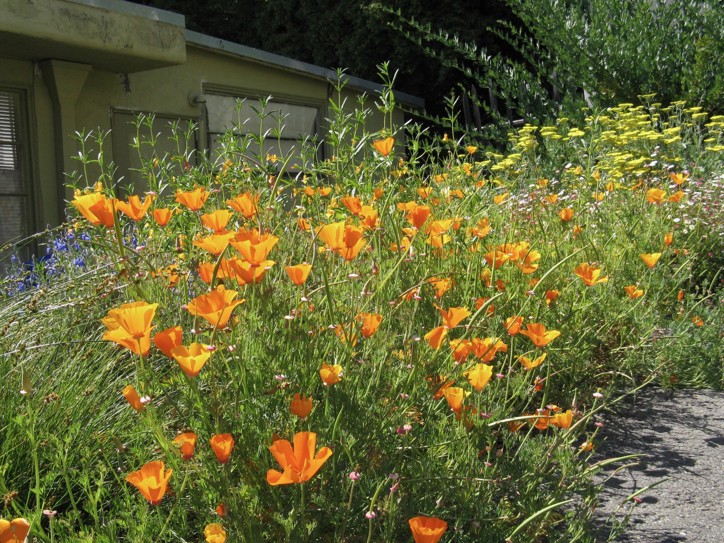 Jocelyn and Peter Rohan’s garden
