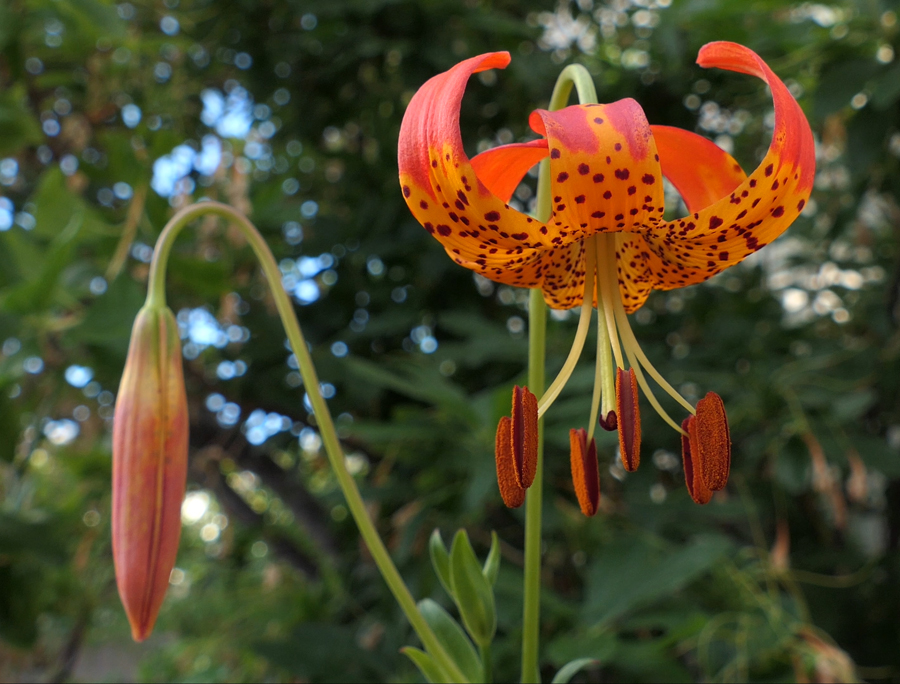 Nancy Niemeyer’s garden ♿️ 🐦 – #43 « Bringing Back the Natives Garden Tour