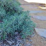 hanley-20180206-dg-path-1024x905