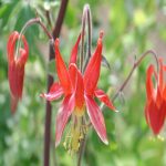 aquilegia-formosa