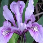 iris-douglasiana