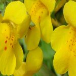 mimulus-guttatus