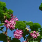 ribes-sanguineum