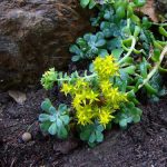 sedum-spathulifolium