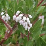 arctostaphylos_densiflora_howard-mcminn