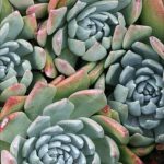 dudleya_farinosa_new