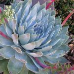 dudleya_pulverulenta