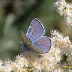 holodiscus_discolor_butterfly