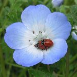 lady-bugs-mating