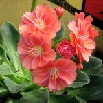 lewisia-adjusted-jpg-cropped-for-cat-2