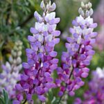 lupinus_albifrons_cl