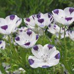 nemophila_maculata_close