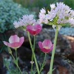 allium-and-poppy