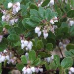 arctostaphylos_edmundsii_big_sur_manzanita