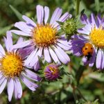 ladybug-on-aster-chilensis