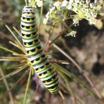 Anise swallowtail caterpillar on Perideridia kelloggii