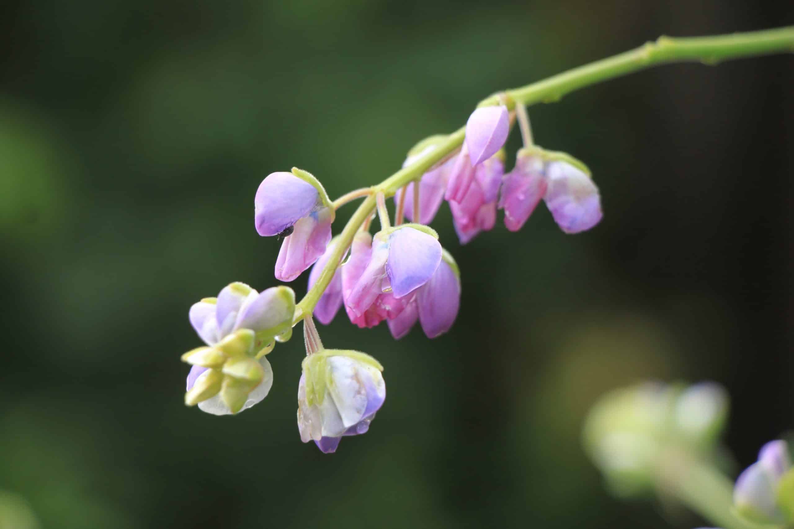 Dave Savidge and Jennifer Braun’s garden