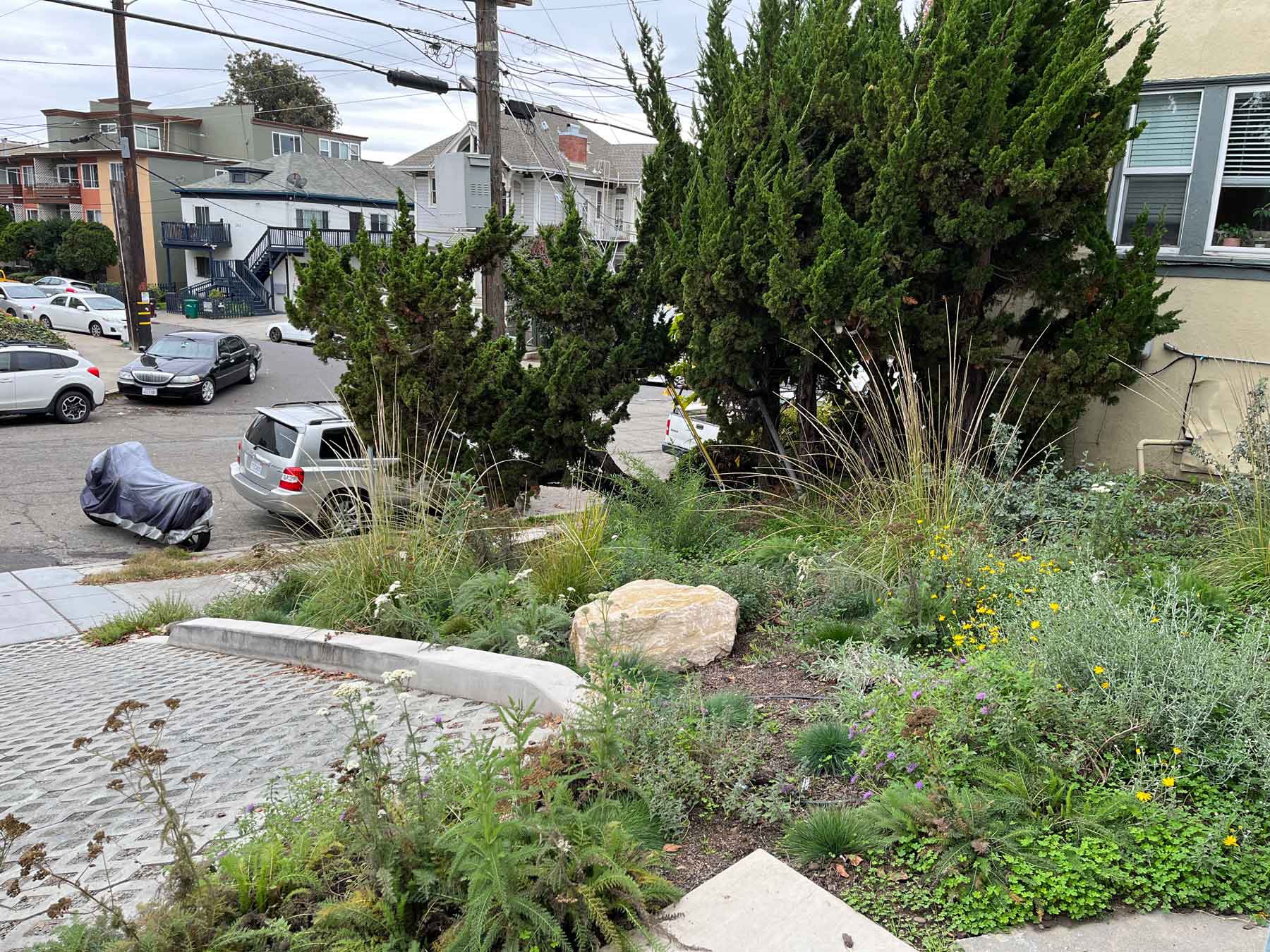 The Lewis / Rudraraju garden – #26