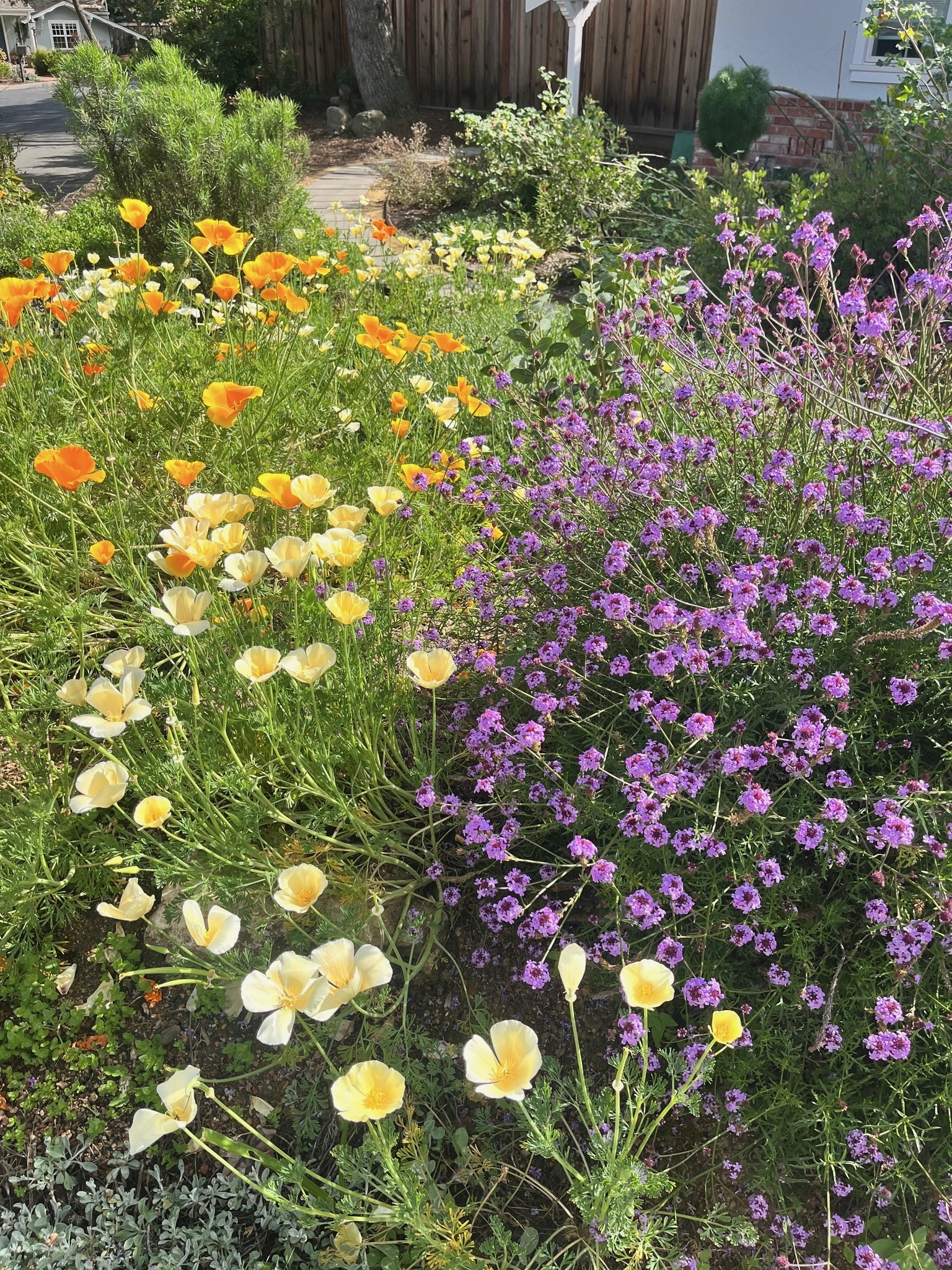 Glenn Phillips and David Nish’s garden 🐦 ♿️