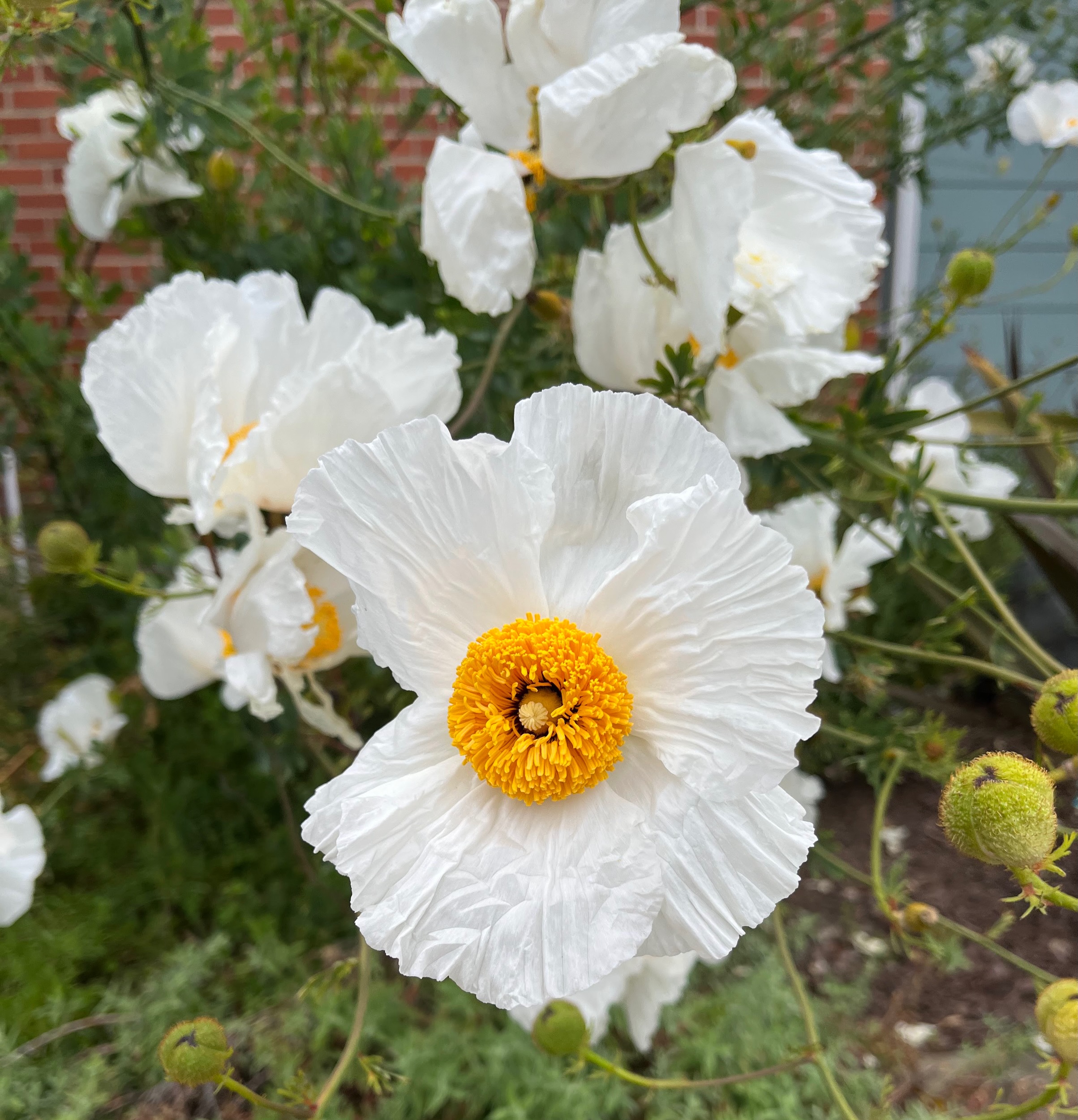 Pamela Fox’s garden #7 « Bringing Back the Natives Garden Tour