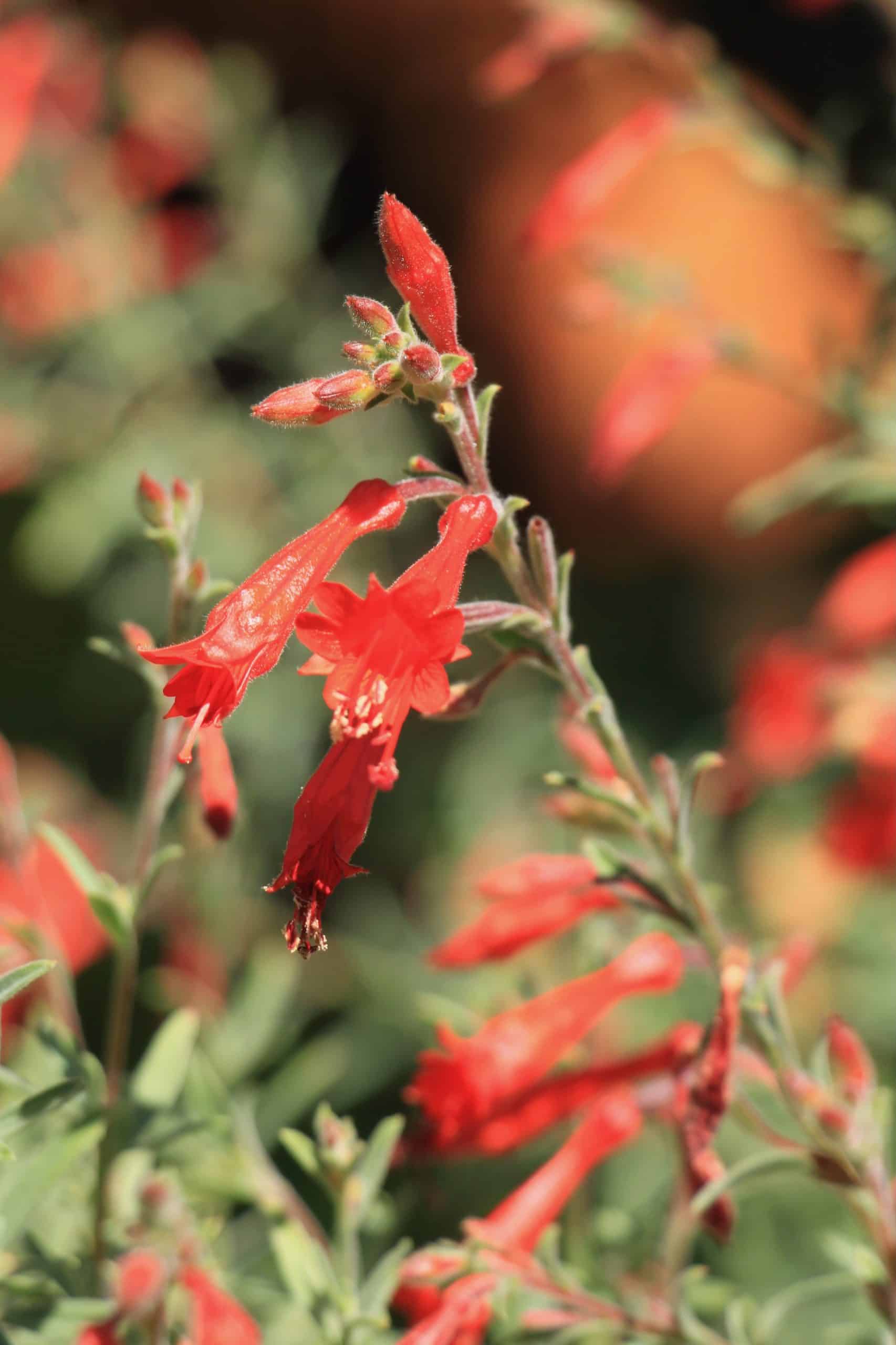 Nicole and Andrew’s garden