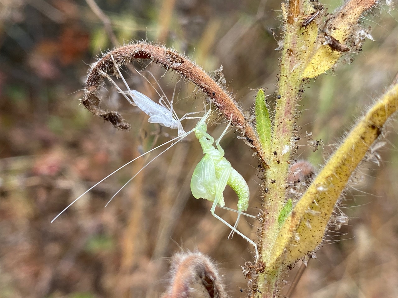 pollinator_post_0_25_23_2_b1a1aa14353400a4_images_014